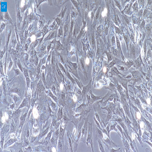兔原代膀胱平滑肌细胞