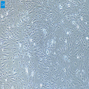 兔原代肾小球内皮细胞