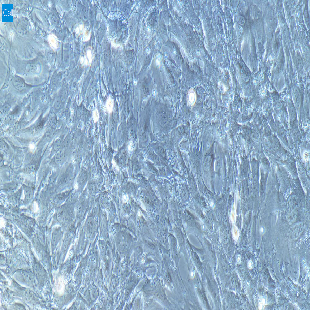 兔原代肾小球系膜细胞