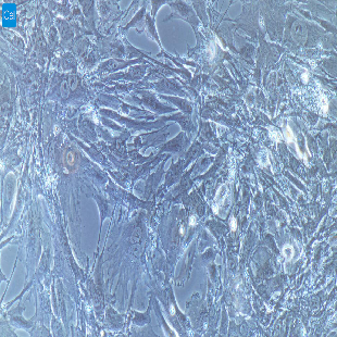 兔原代肾小球系膜细胞