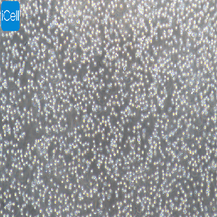 YAC-1 小鼠淋巴瘤细胞
