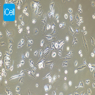 A549/taxol 人非小细胞肺癌细胞耐紫杉醇细胞(暂不提供)