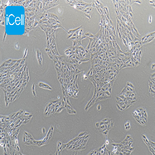 ARPE-19 人视网膜色素上皮细胞
