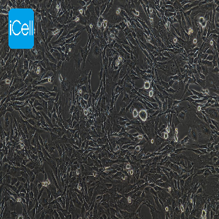 C2C12 小鼠成肌细胞