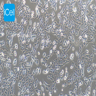 C17.2 小鼠神经干细胞