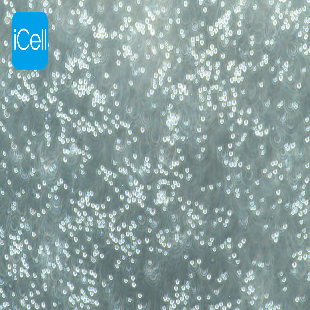CCRF-CEM 人急性淋巴细胞白血病细胞