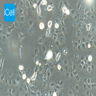 COS-7 非洲绿猴肾细胞 SV40转化 