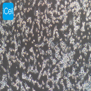 CT26 小鼠结肠癌细胞