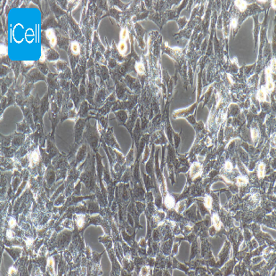 CTX 大鼠脑星形胶质细胞