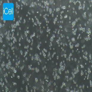 DAMI 人巨核细胞白血病细胞