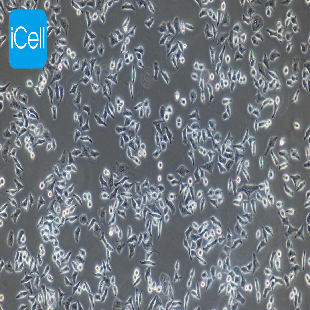 DC2.4 小鼠树突状细胞（暂不提供）
