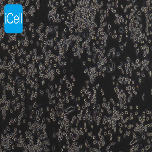 G422 小鼠神经胶质瘤细胞