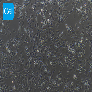 HBZY-1 大鼠肾小球系膜细胞（暂不提供）