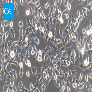 HEK-293 人胚肾细胞