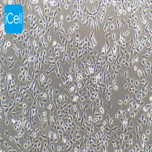 HEK-293 人胚肾细胞