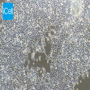 HEK-293A 人胚肾细胞