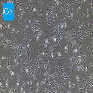 HMEC-1 人微血管內皮細胞株（暂不提供）