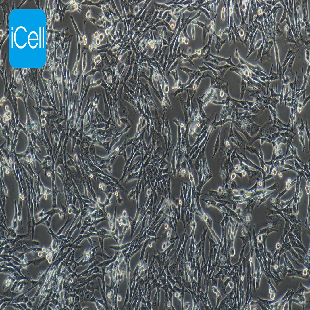 HT22 小鼠海马神经元细胞
