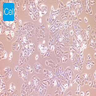 HT-1376 人膀胱癌细胞