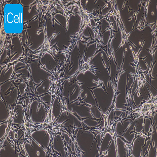 IMR-32 人神经母细胞瘤（暂不提供）
