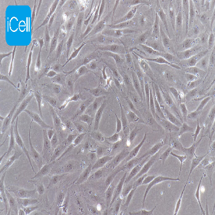 pac2 斑马鱼胚胎成纤维细胞