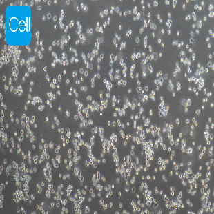 P815 小鼠肥大细胞瘤细胞