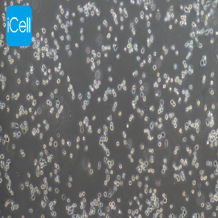P815 小鼠肥大细胞瘤细胞