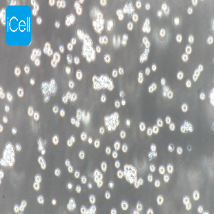 P388 D1 小鼠淋巴样瘤细胞