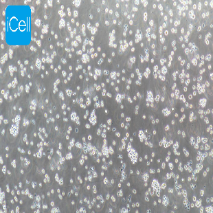 P388 D1 小鼠淋巴样瘤细胞