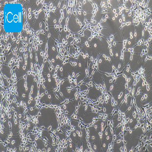 NIH/3T3 小鼠胚胎成纤维细胞