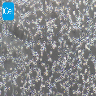 NIH/3T3 小鼠胚胎成纤维细胞