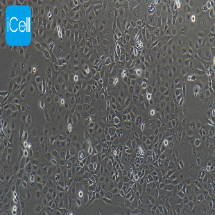 NCI-H1650 人非小细胞肺癌细胞