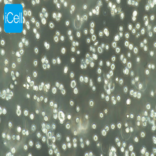 NCI-H929 人骨髓瘤细胞