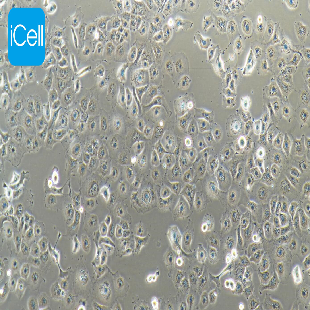 NCI-H660 人神经内分泌前列腺癌细胞（暂不提供）