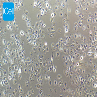 NCI-H660 人神经内分泌前列腺癌细胞（暂不提供）