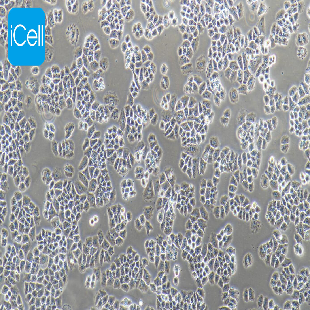 NCI-H460 人大细胞肺癌细胞