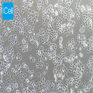 NCI-H460 人大细胞肺癌细胞