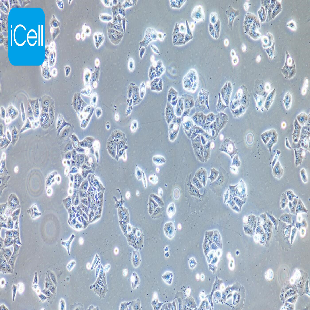 NCI-H358 人非小细胞肺癌细胞