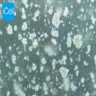 MT-4 人急性淋巴母细胞白血病细胞