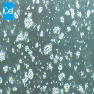 MT-4 人急性淋巴母细胞白血病细胞