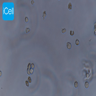 MOLT-4 人急性淋巴母细胞性白血病细胞