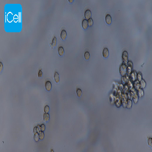 MOLT-4 人急性淋巴母细胞性白血病细胞