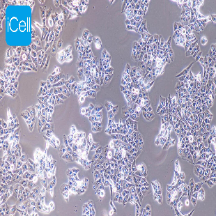 MHCC-97L 人低转移性肝癌细胞