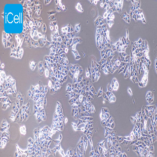 MHCC-97L 人低转移性肝癌细胞