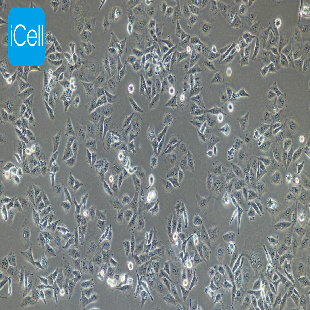 MDA-MB-231 人乳腺癌细胞