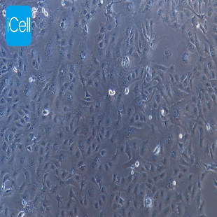 MA-104 恒河猴肾细胞
