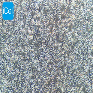 NCTC clone 929 小鼠成纤维细胞