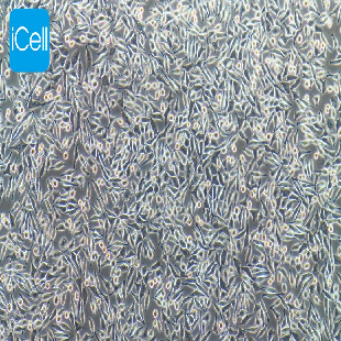 NCTC clone 929 小鼠成纤维细胞