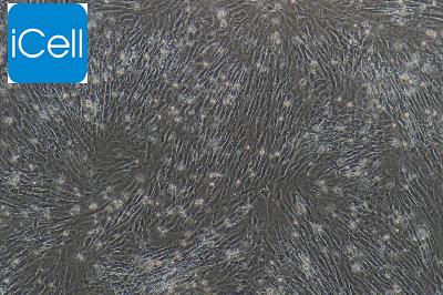 大鼠原代肺动脉平滑肌细胞
