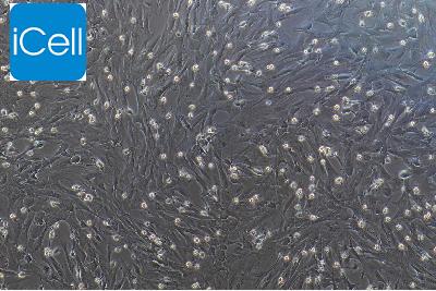 大鼠原代肝成纤维细胞